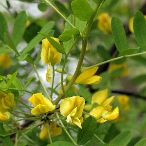 Karagana sibírska (Caragana arborescens) - výška 40-60 cm, kont. C3L